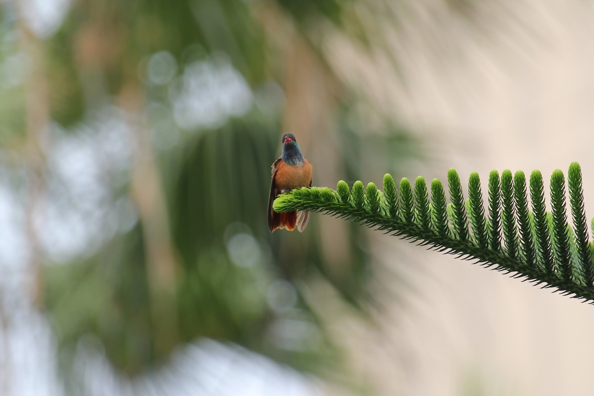 Amazilia Hummingbird - Alejandro Llanes