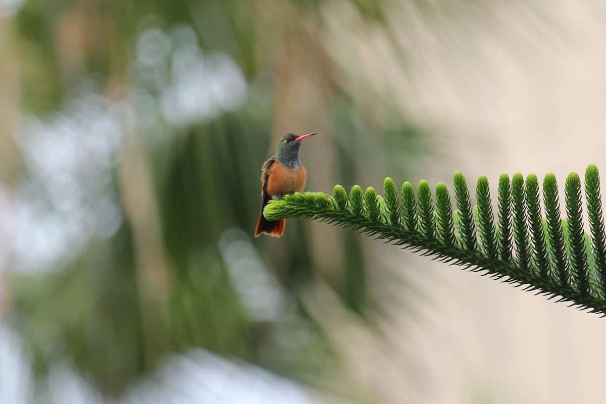 kolibřík Amazilin - ML620090712