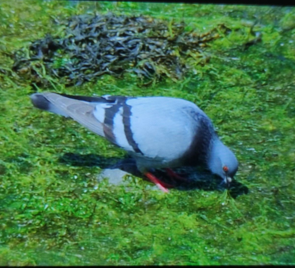 Rock Pigeon (Feral Pigeon) - ML620090714