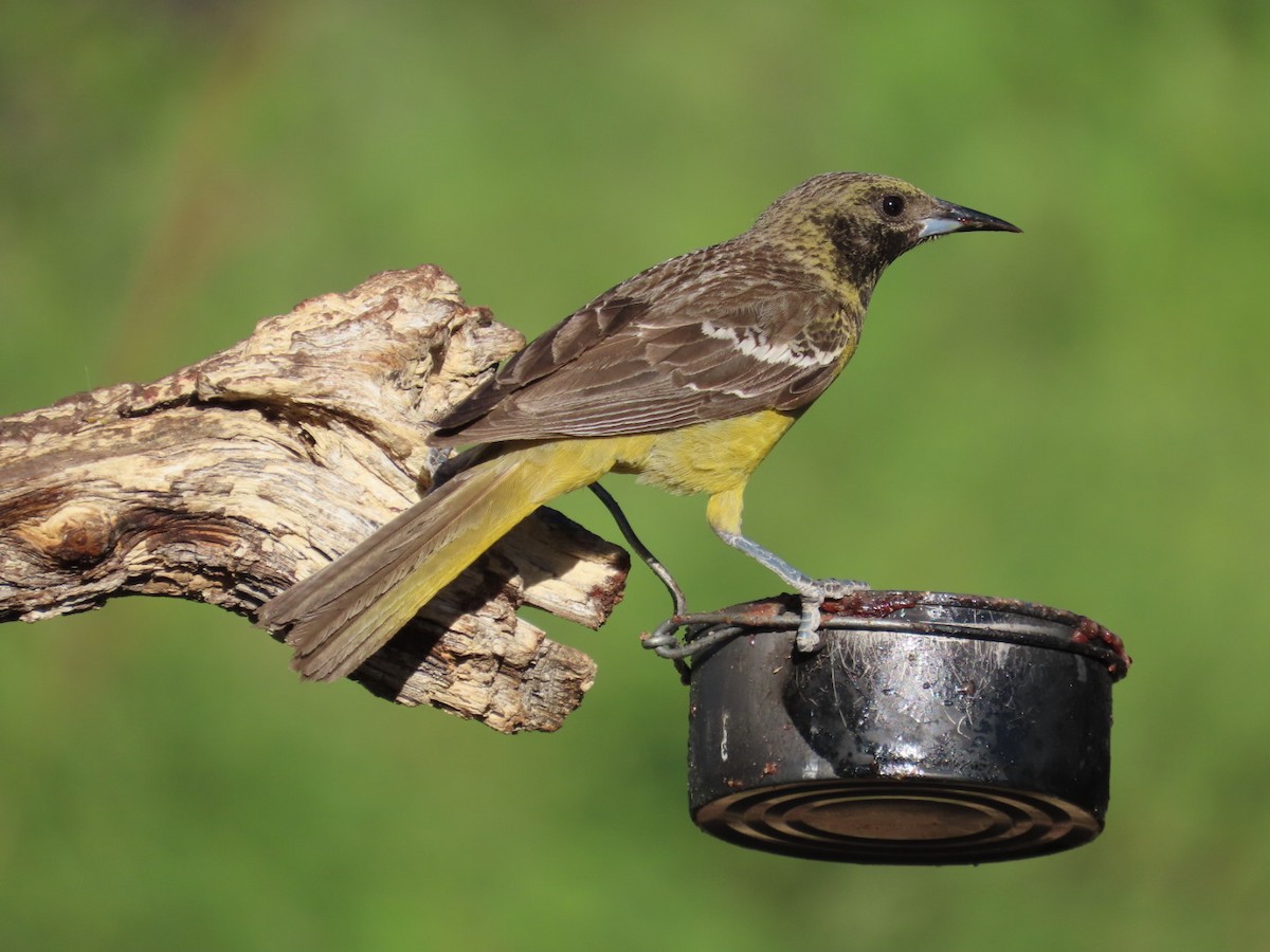 Oriole jaune-verdâtre - ML620090721