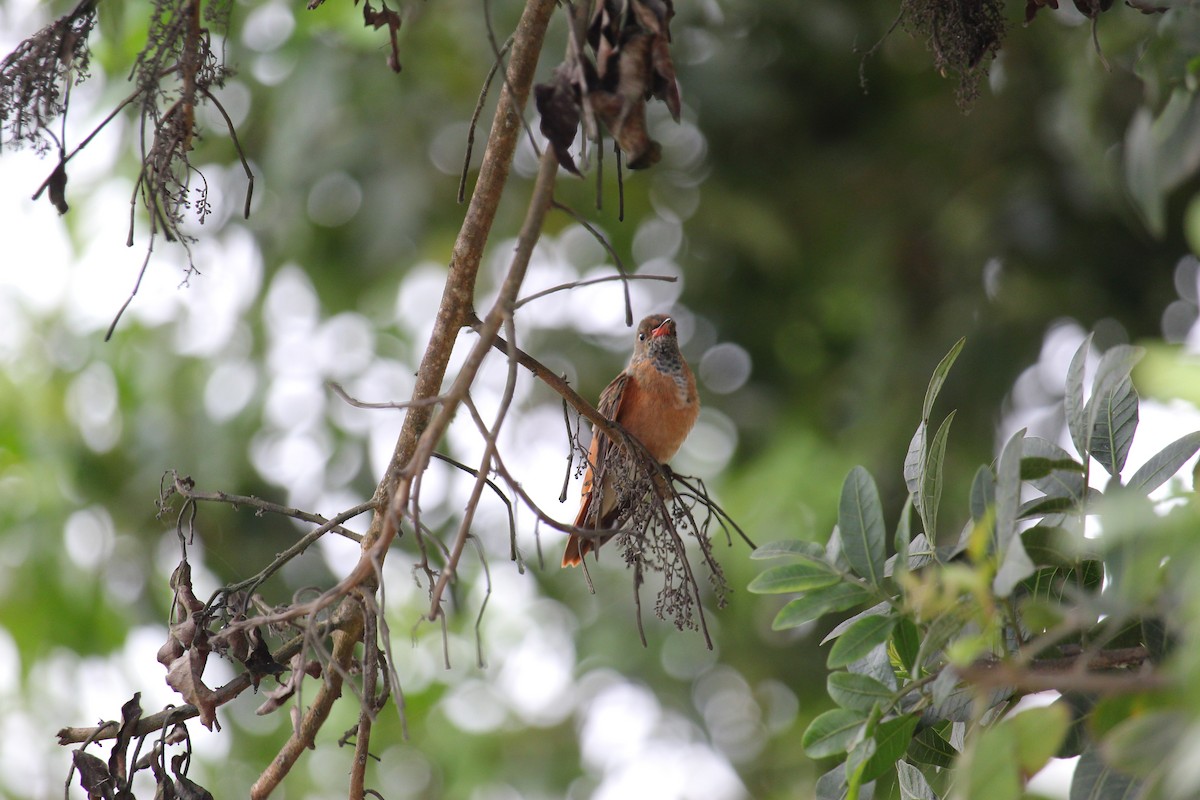 Amazilia Hummingbird - ML620090726