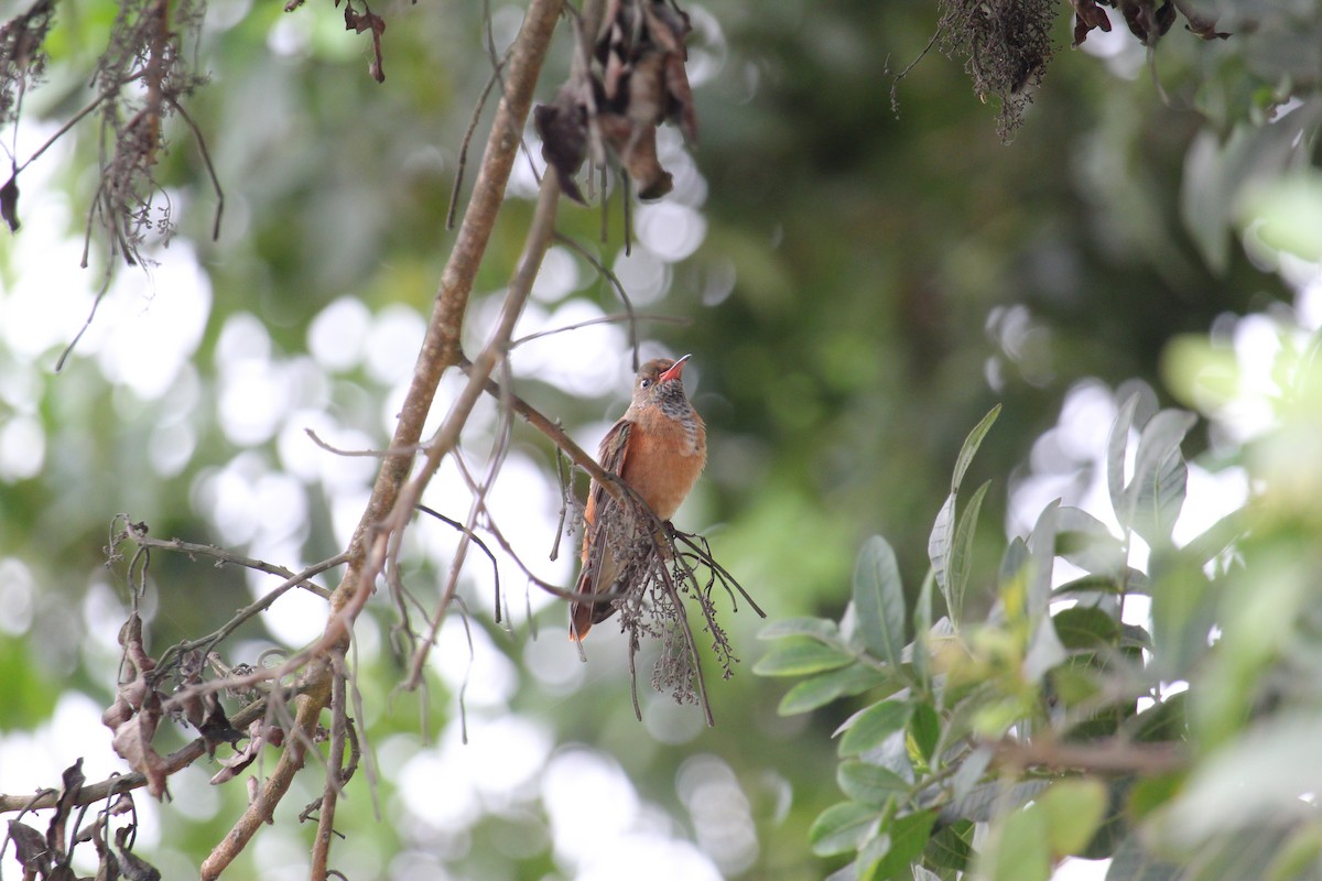 Amazilia Hummingbird - ML620090727