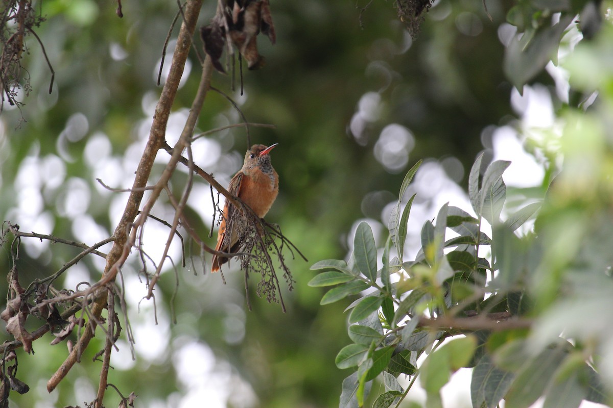 Amazilia Hummingbird - ML620090728