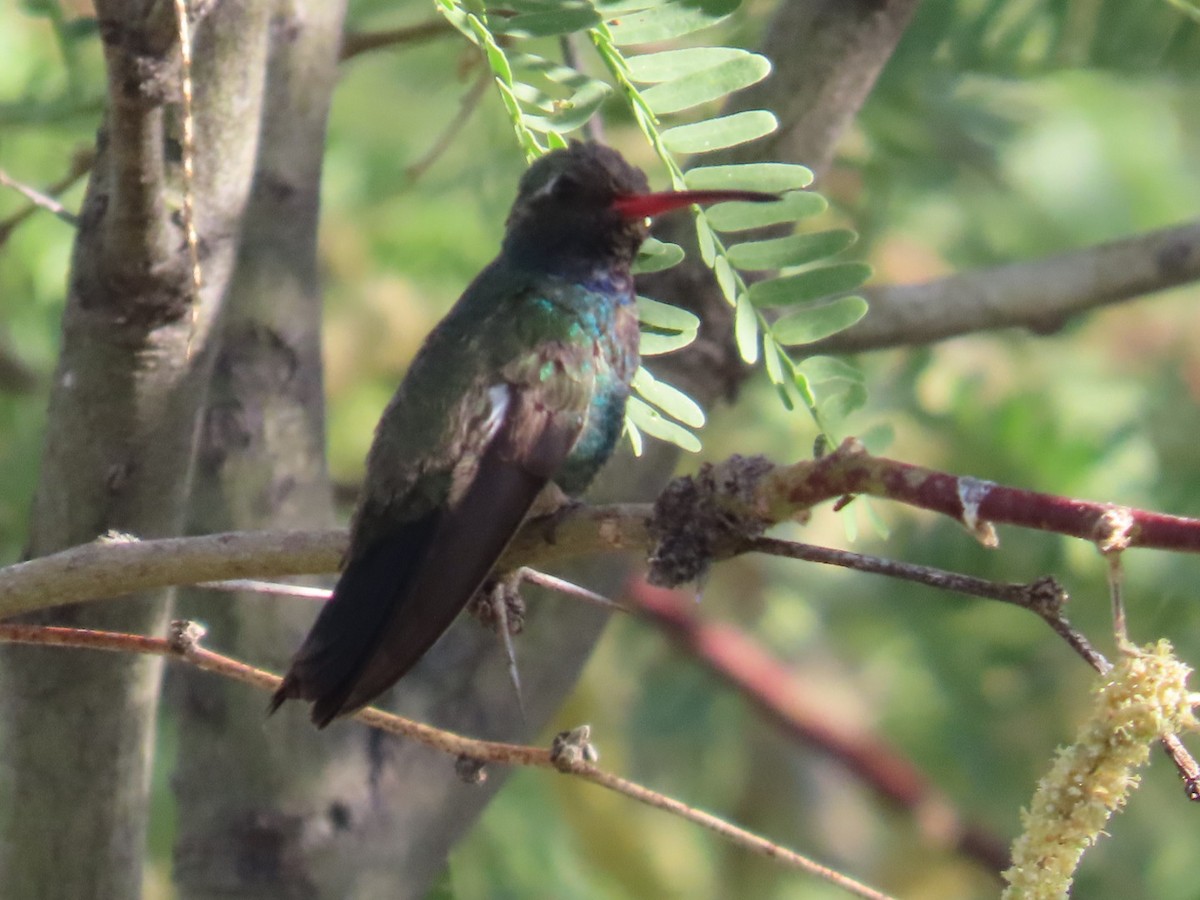 Broad-billed Hummingbird - ML620090729