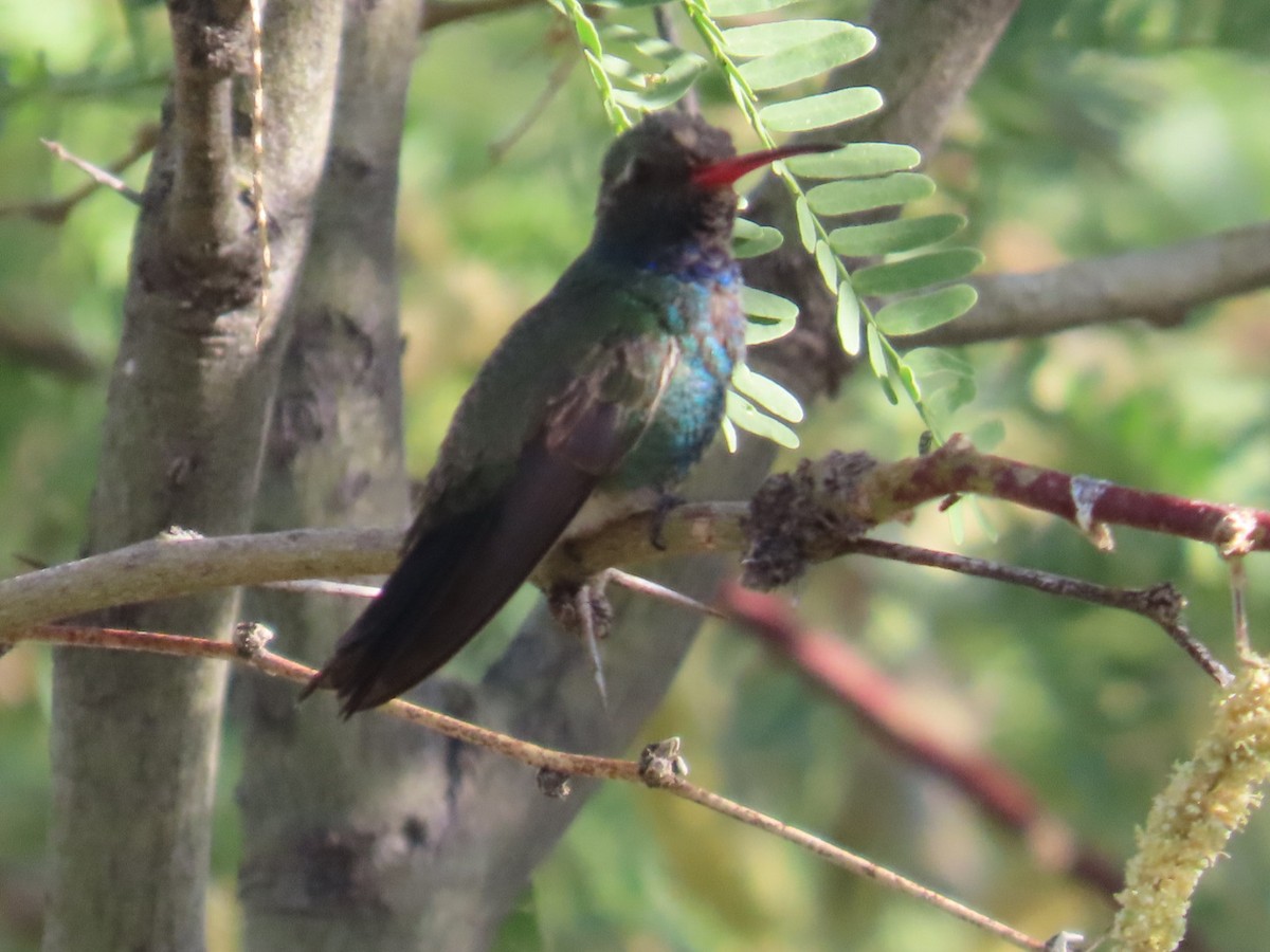 Broad-billed Hummingbird - ML620090730