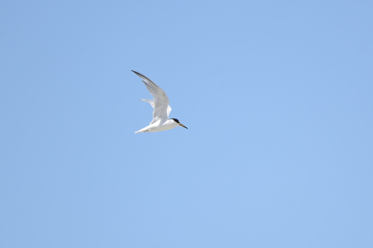 Little Tern - ML620090750