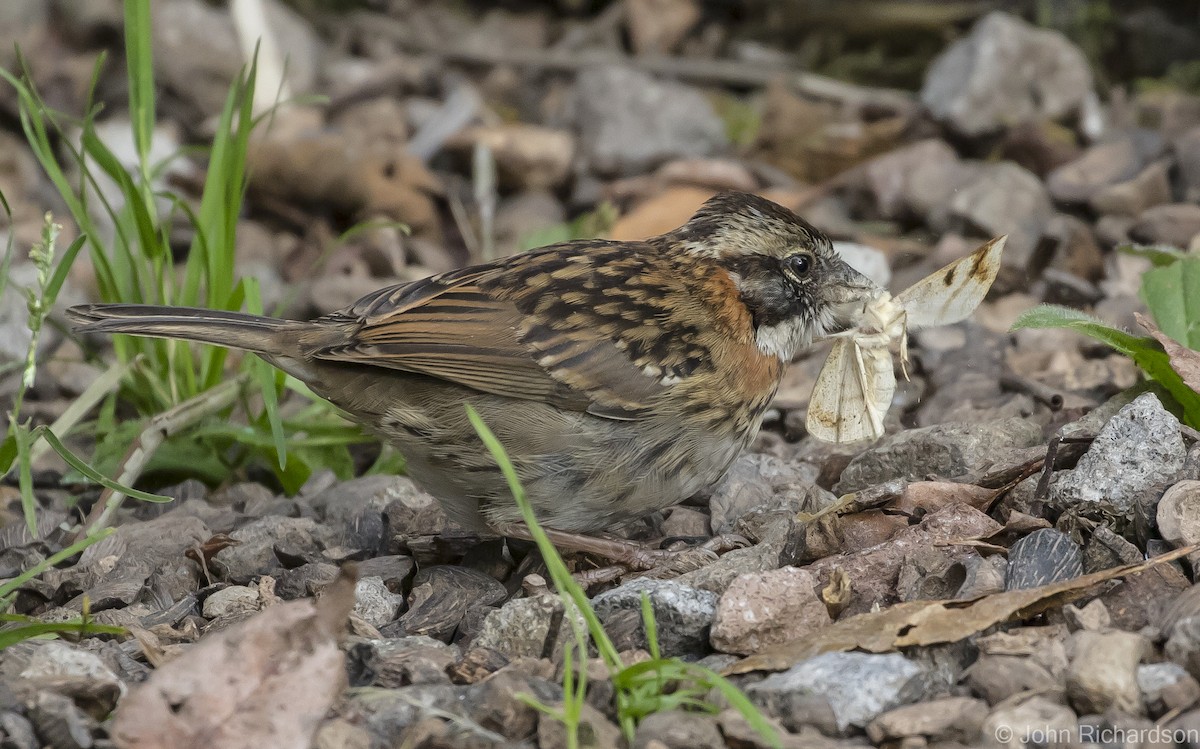 Rufous-collared Sparrow - ML620090757