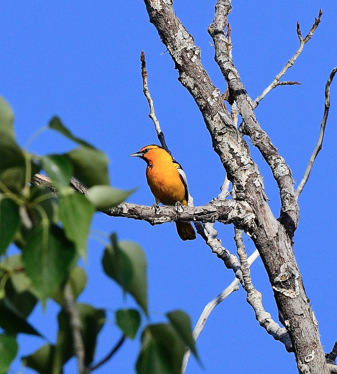 Bullock's Oriole - ML620090777