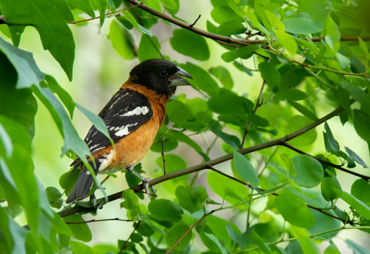 Black-headed Grosbeak - ML620090802