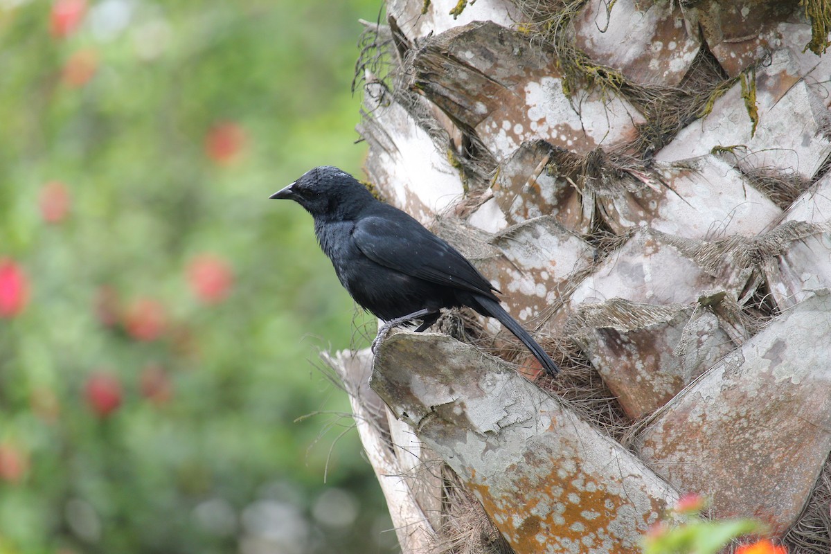 Shiny Cowbird - ML620090804