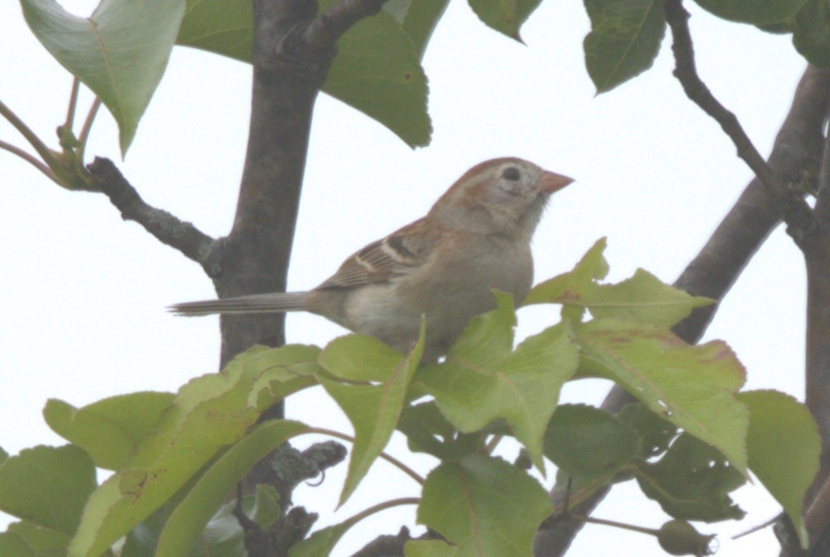 Field Sparrow - ML620090809