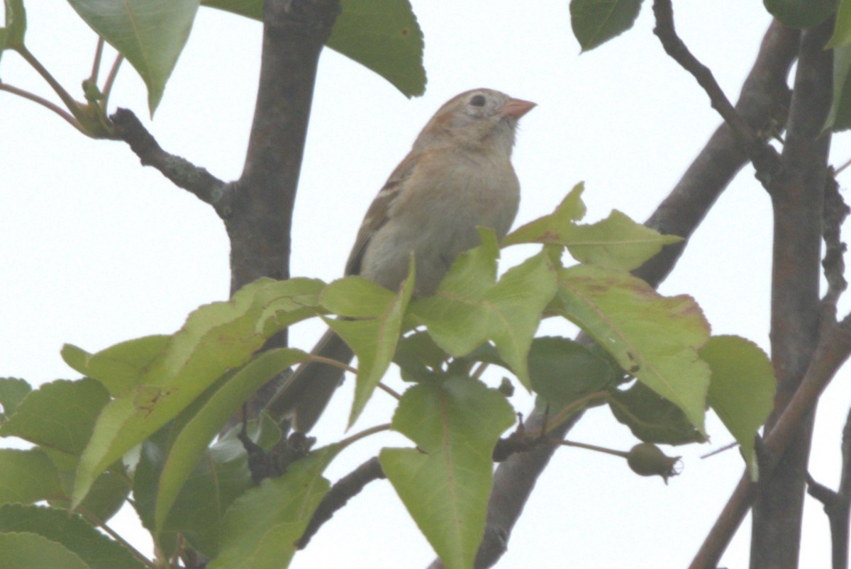 Field Sparrow - ML620090810