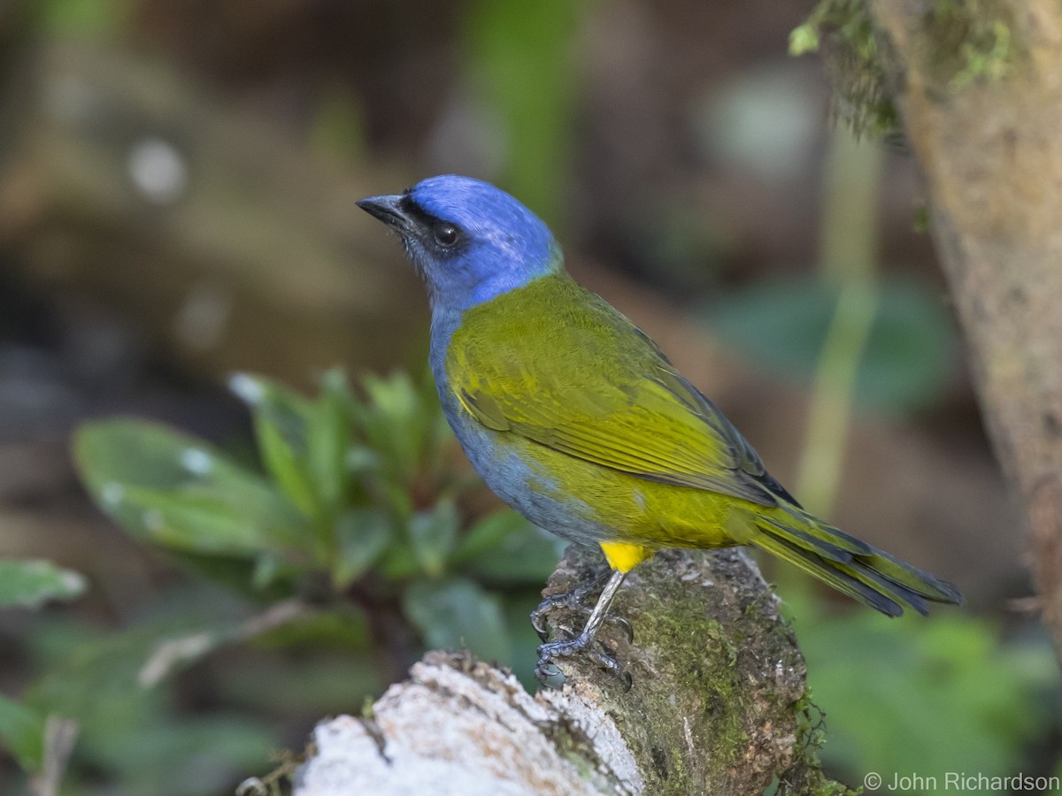 Blue-capped Tanager - ML620090818