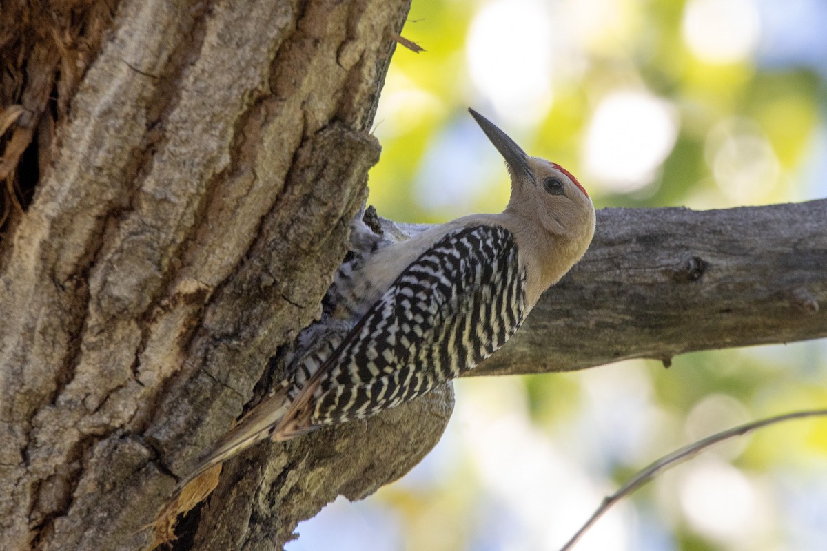 Gila Woodpecker - ML620090819
