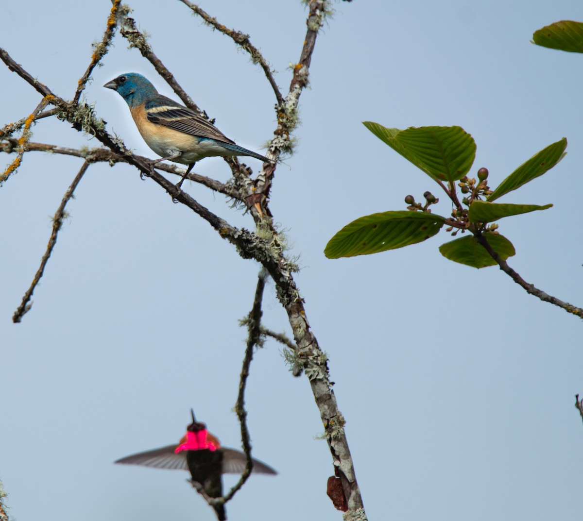 Passerin azuré - ML620090824