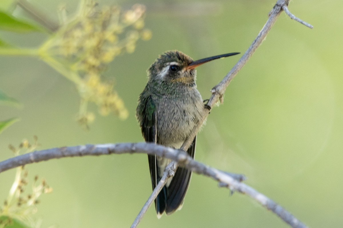Broad-billed Hummingbird - ML620090825