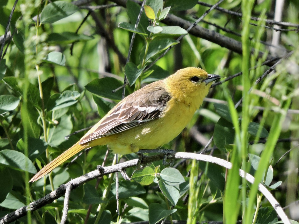 Orchard Oriole - ML620090829