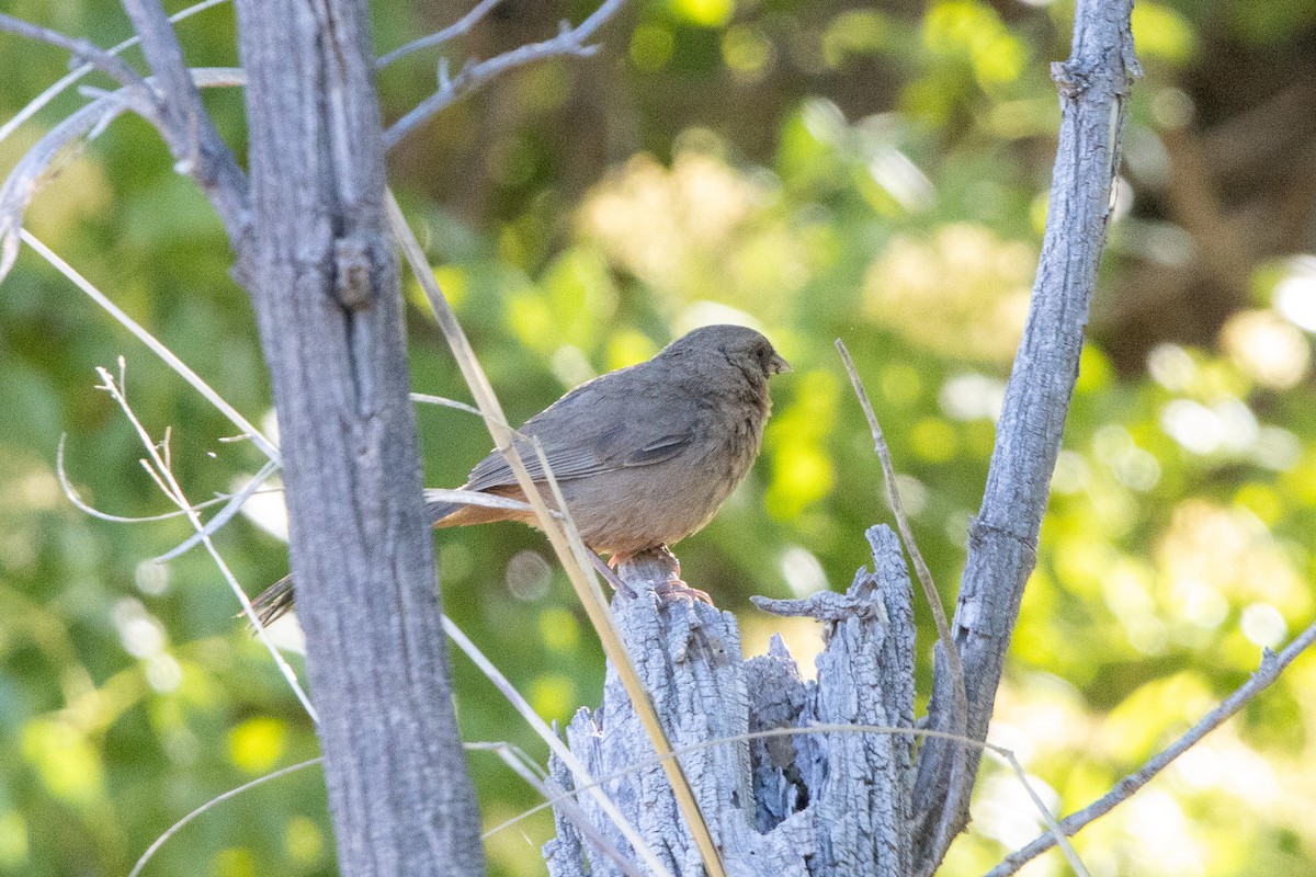 Abert's Towhee - ML620090831