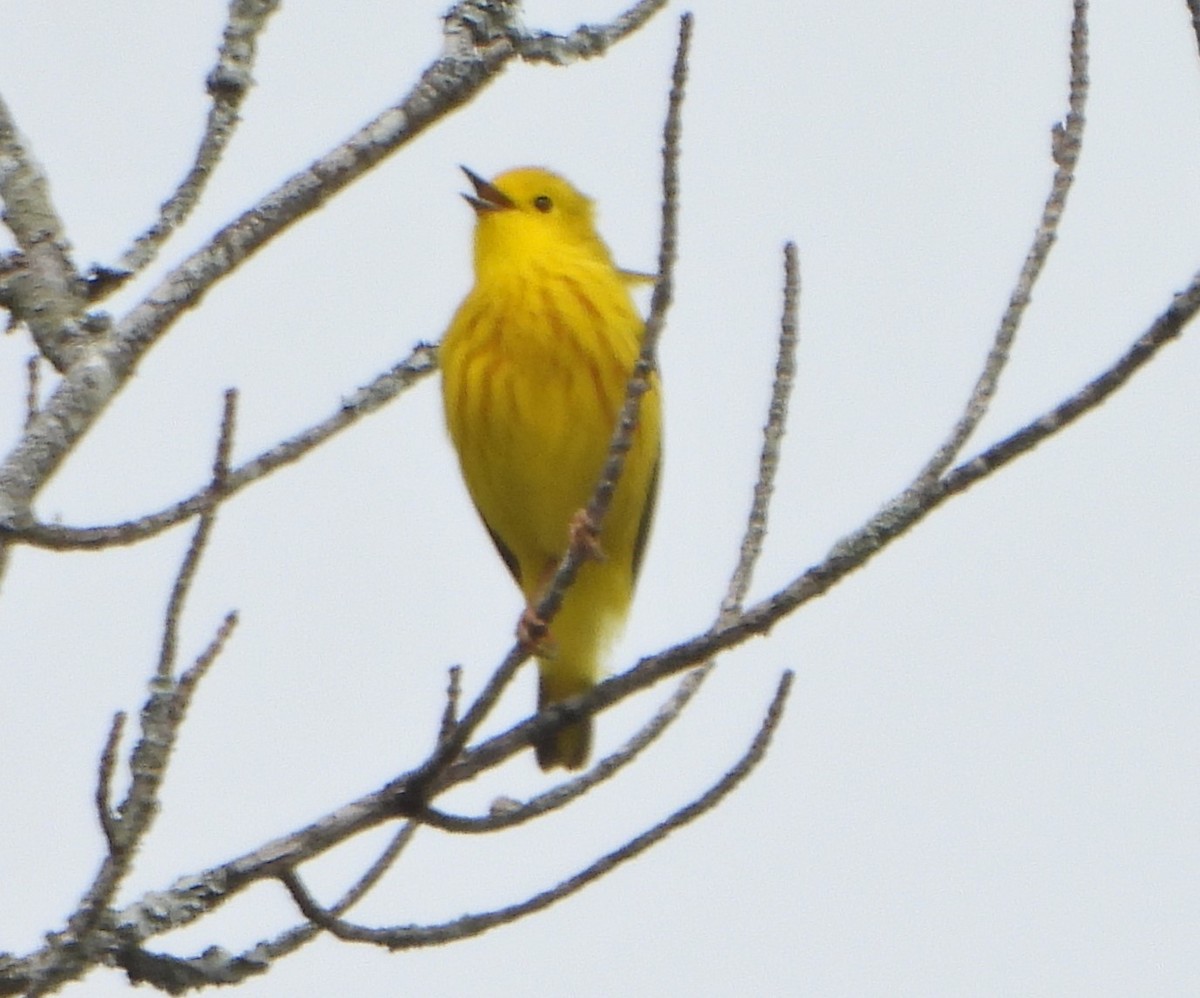 Yellow Warbler - ML620090835