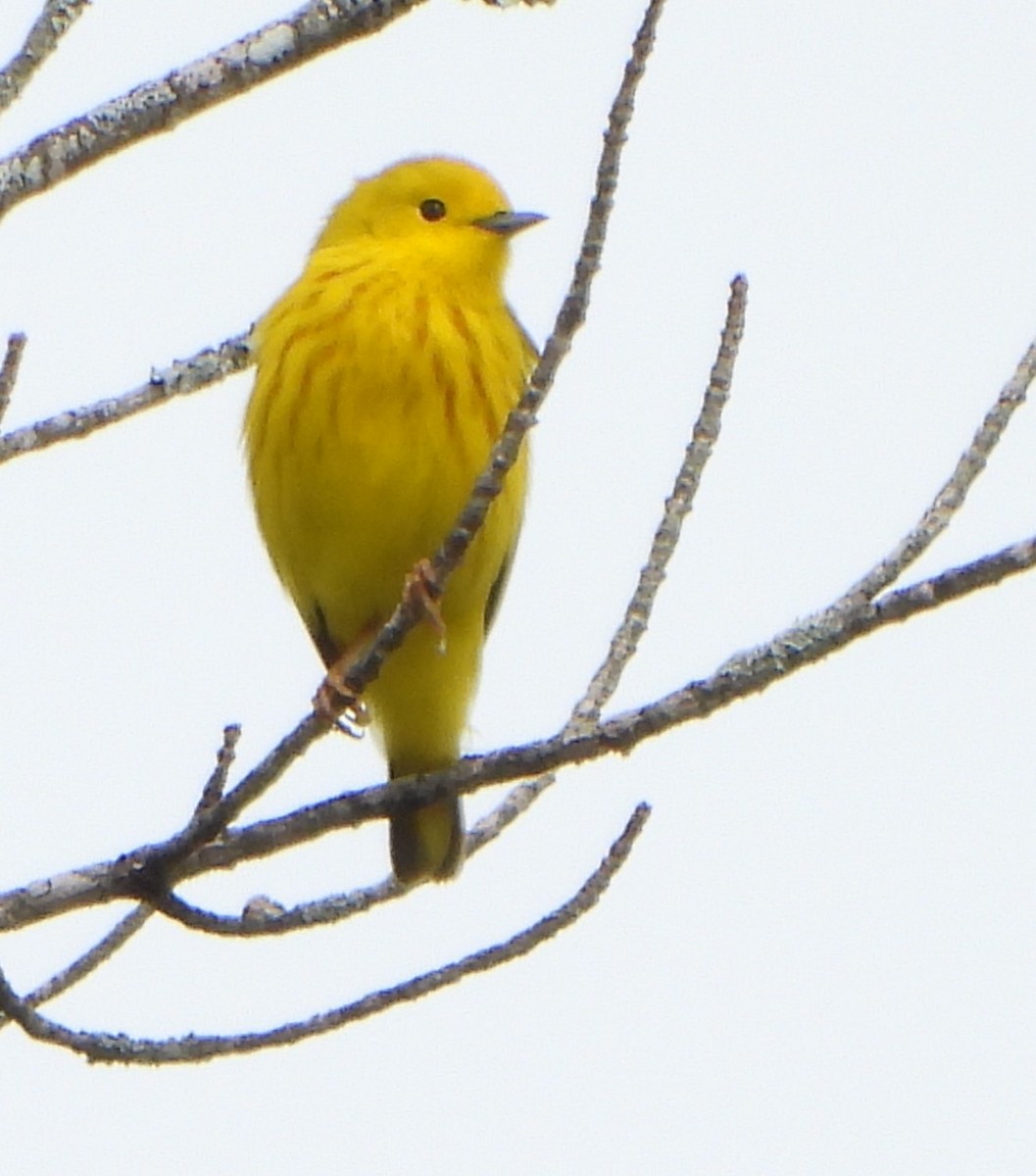 Yellow Warbler - ML620090836