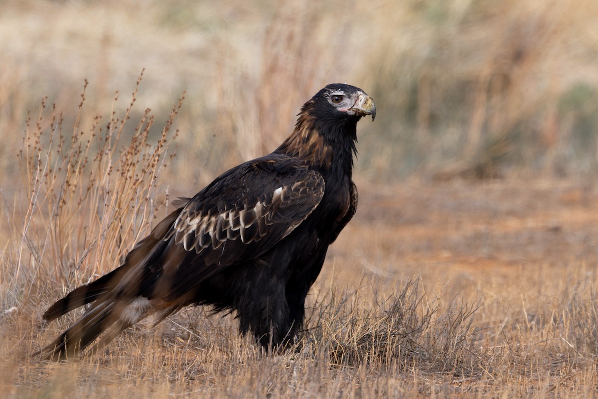Wedge-tailed Eagle - ML620090839