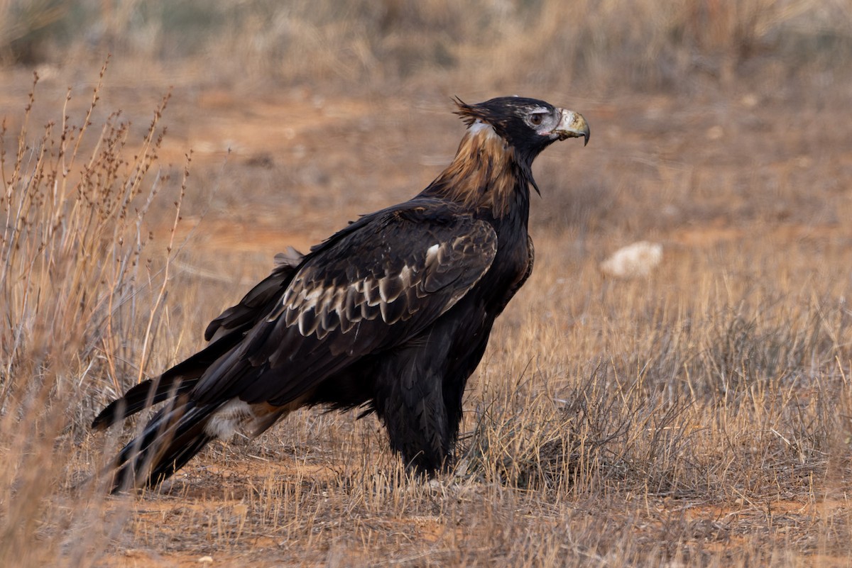 Wedge-tailed Eagle - ML620090840