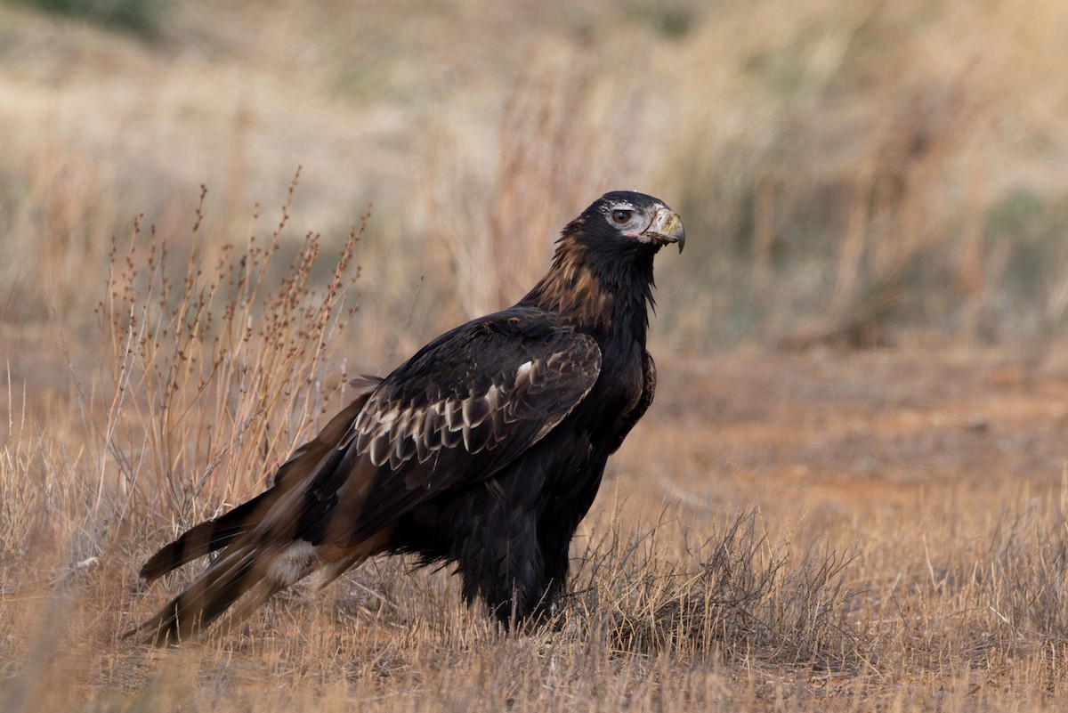 Wedge-tailed Eagle - ML620090841