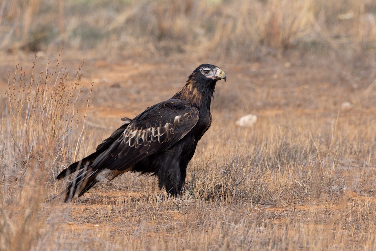 Wedge-tailed Eagle - ML620090842