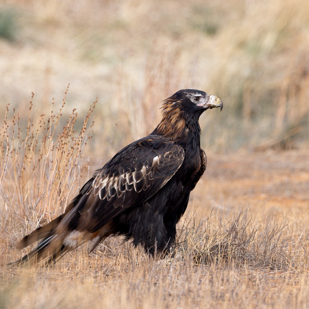 Wedge-tailed Eagle - ML620090843
