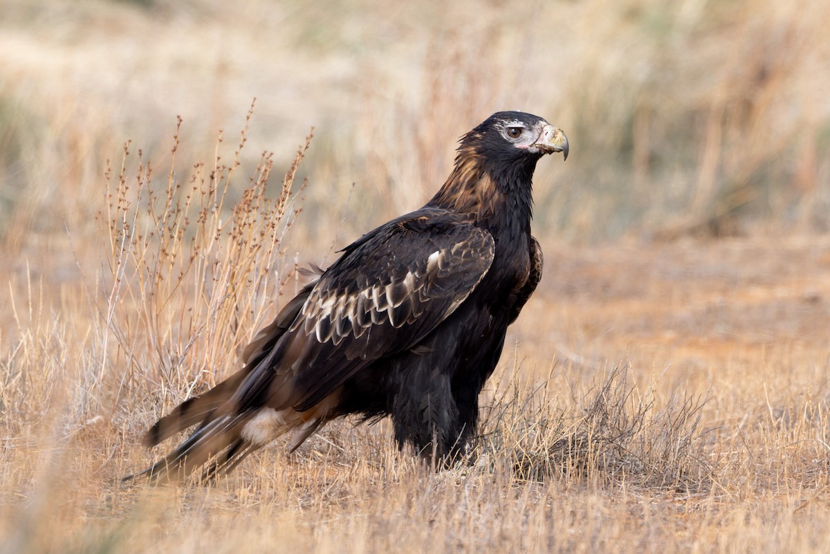 Wedge-tailed Eagle - ML620090844