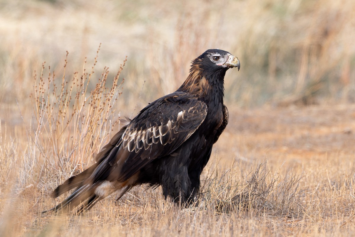 Wedge-tailed Eagle - ML620090845