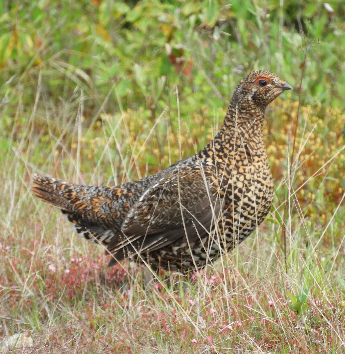 Spruce Grouse - ML620090859