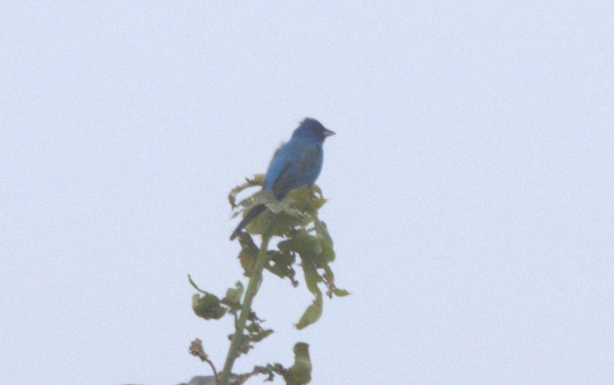 Passerin indigo - ML620090864