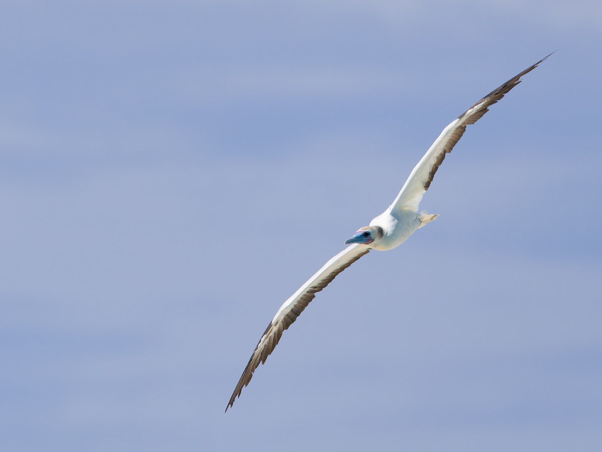 Red-footed Booby - ML620090866