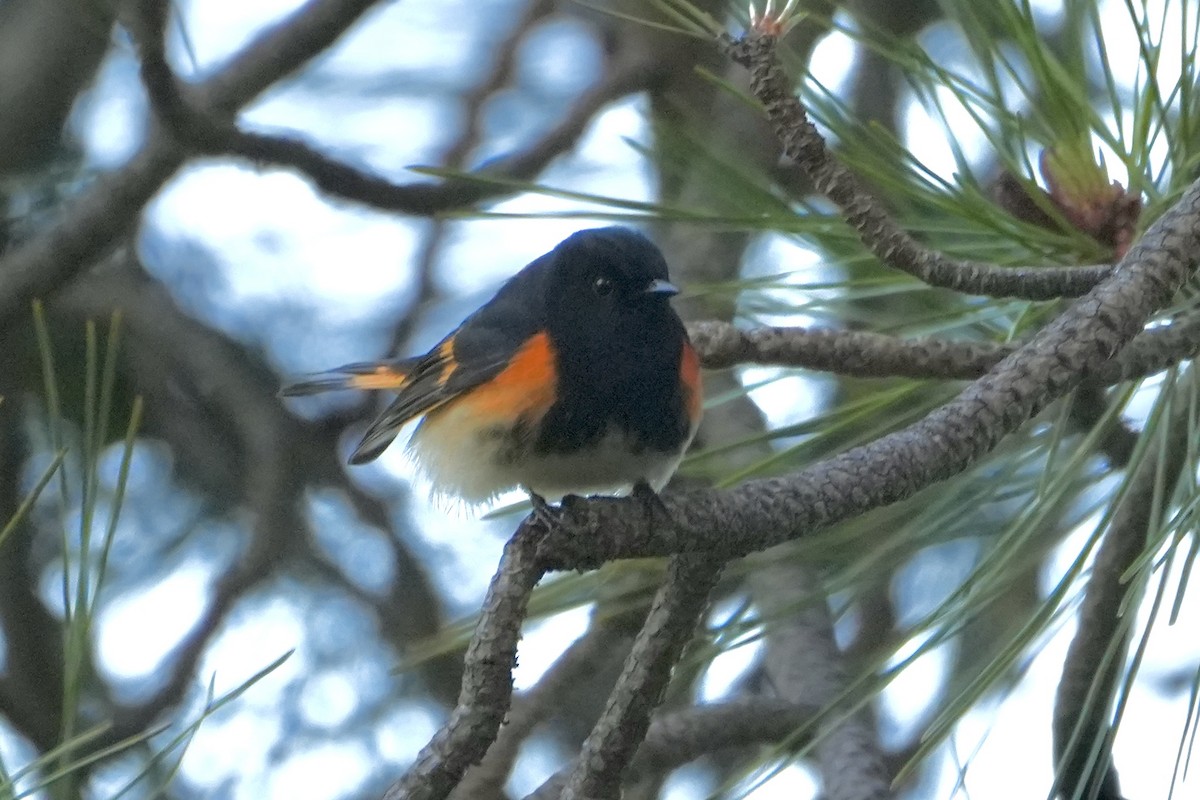 American Redstart - ML620090869