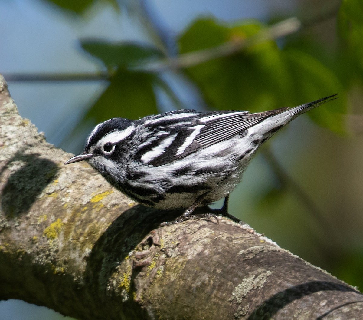 Black-and-white Warbler - ML620090871