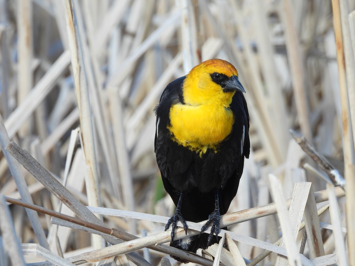 Yellow-headed Blackbird - ML620090879