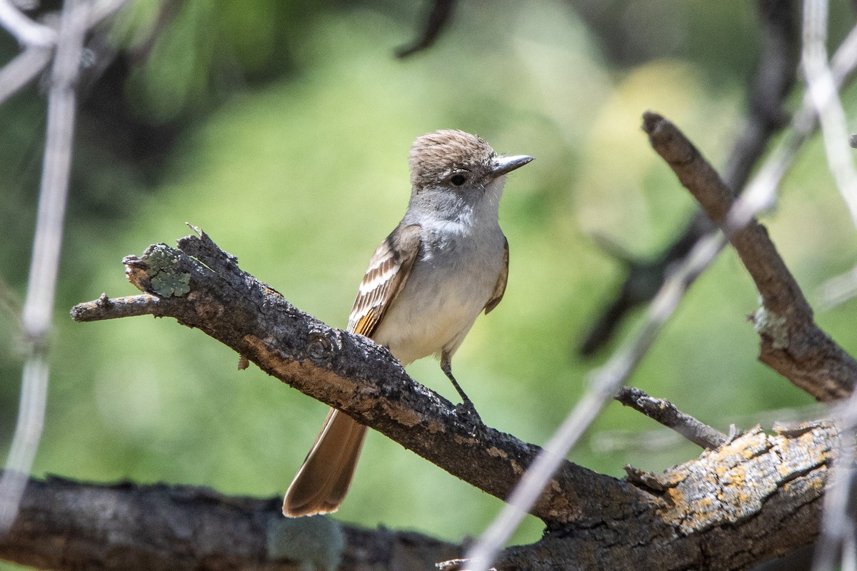 Ash-throated Flycatcher - ML620090882