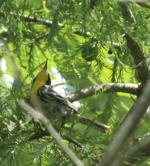 Yellow-throated Warbler - ML620090886