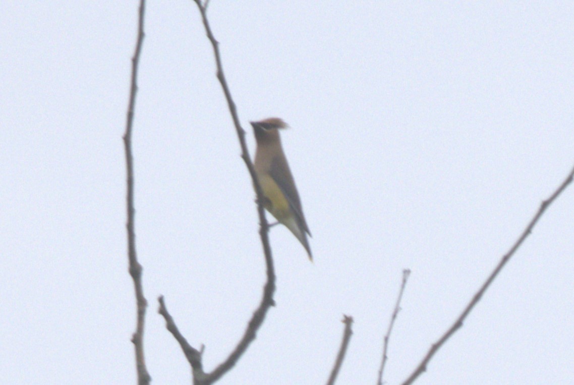 Cedar Waxwing - ML620090887