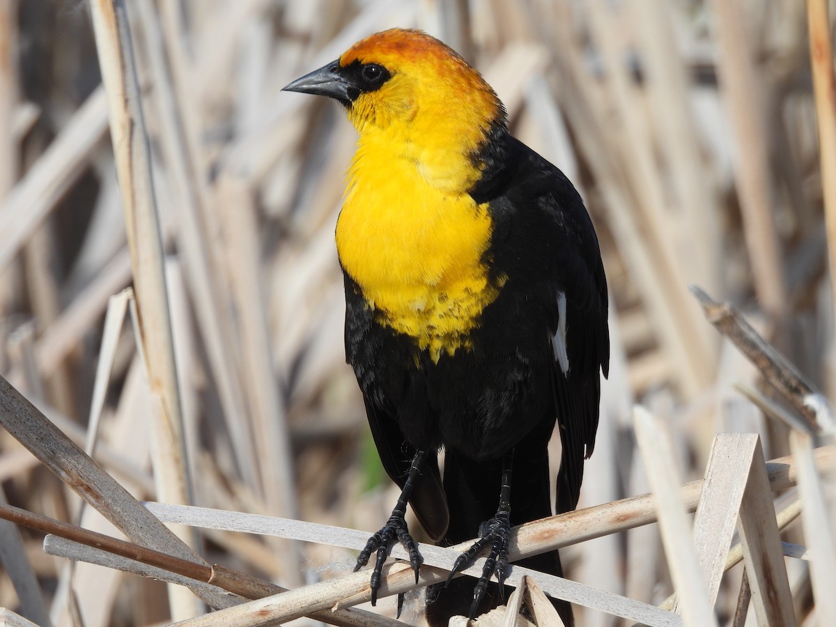 Yellow-headed Blackbird - ML620090890