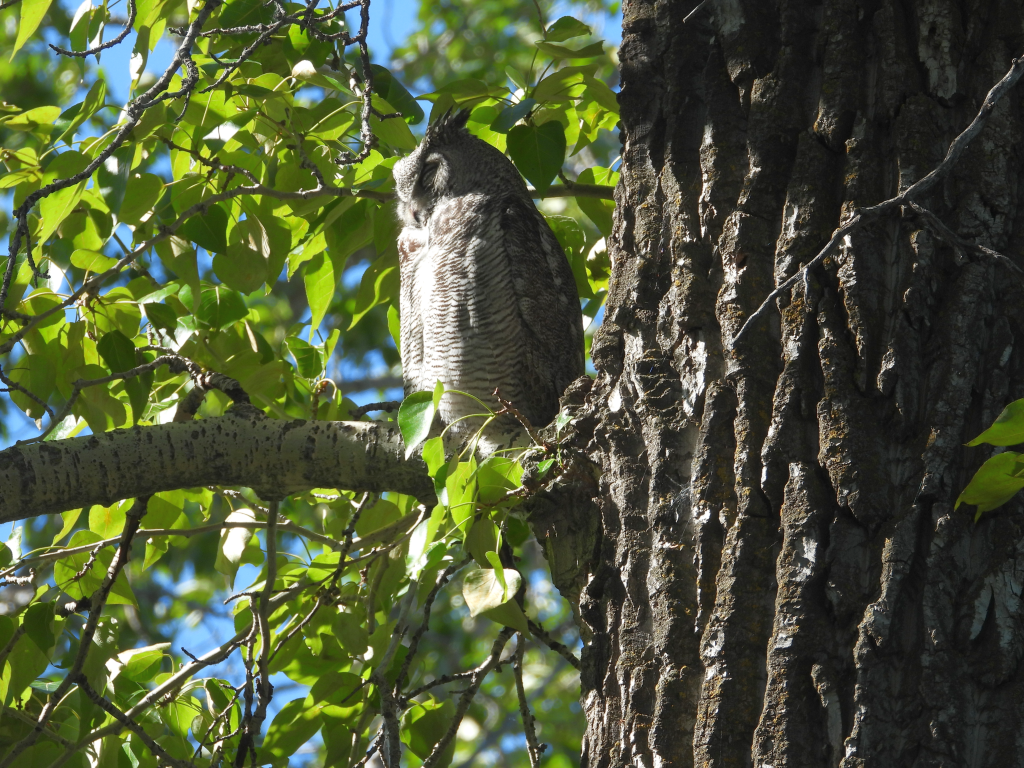 Great Horned Owl - ML620090909