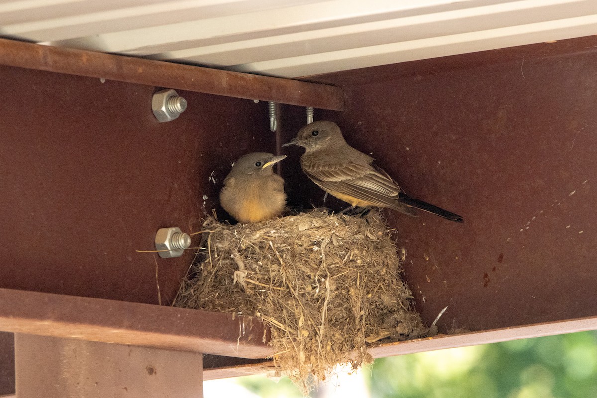 Say's Phoebe - ML620090915