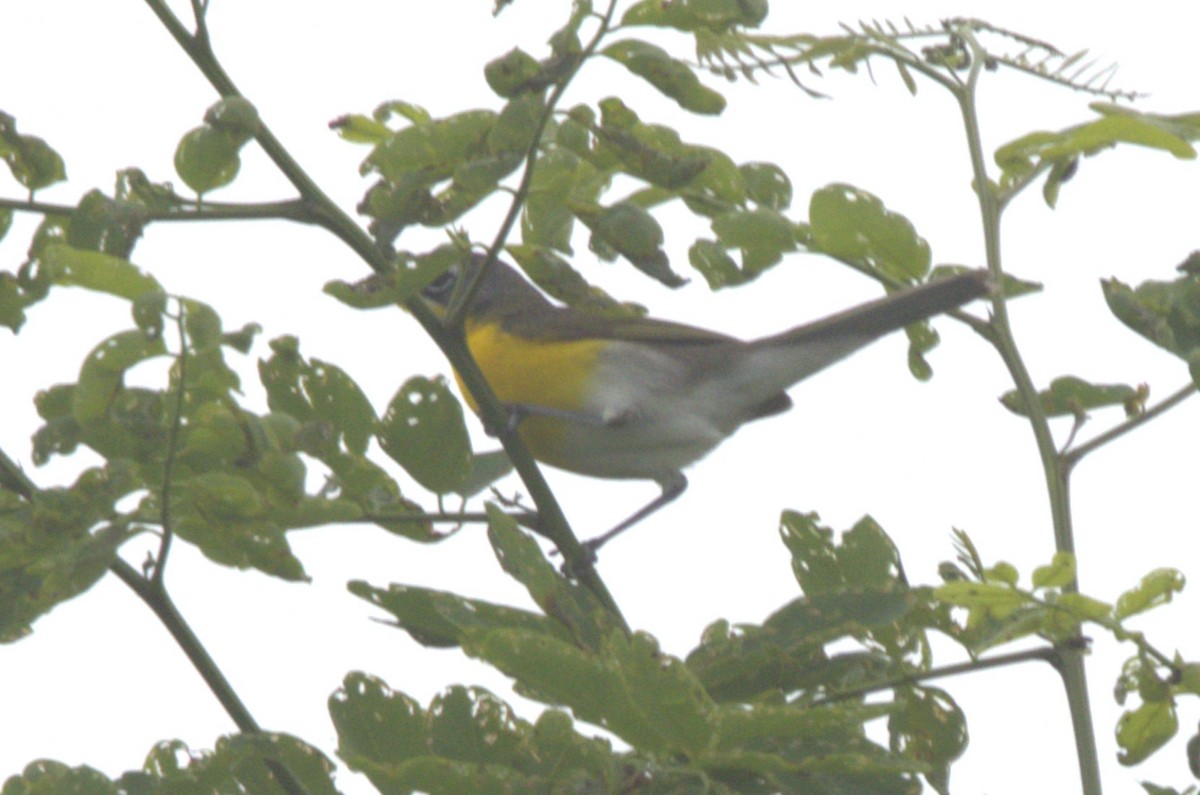 Yellow-breasted Chat - ML620090917
