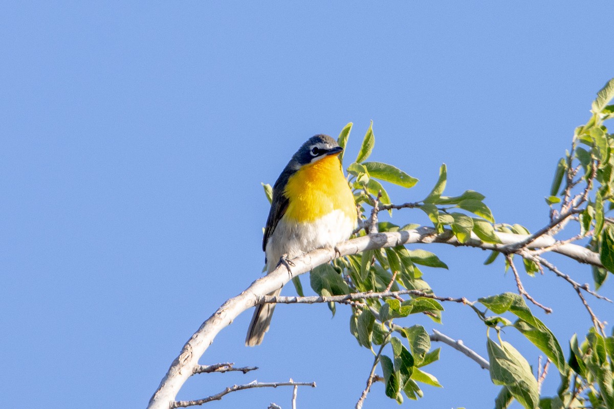 Yellow-breasted Chat - ML620090920