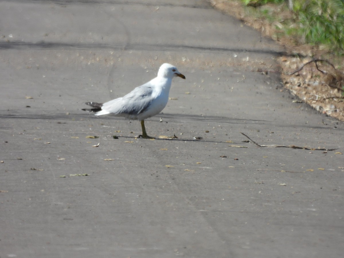 Ring-billed Gull - ML620090930