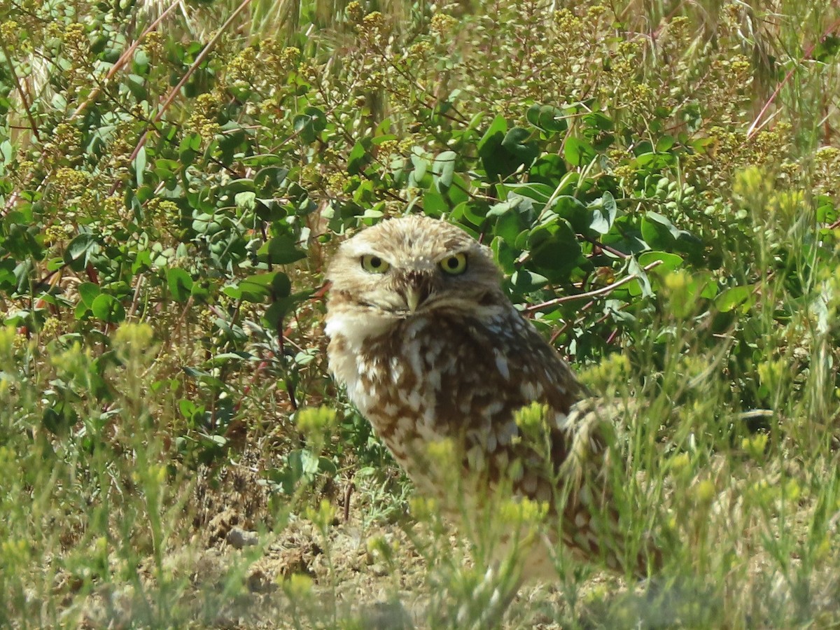Burrowing Owl - ML620090950