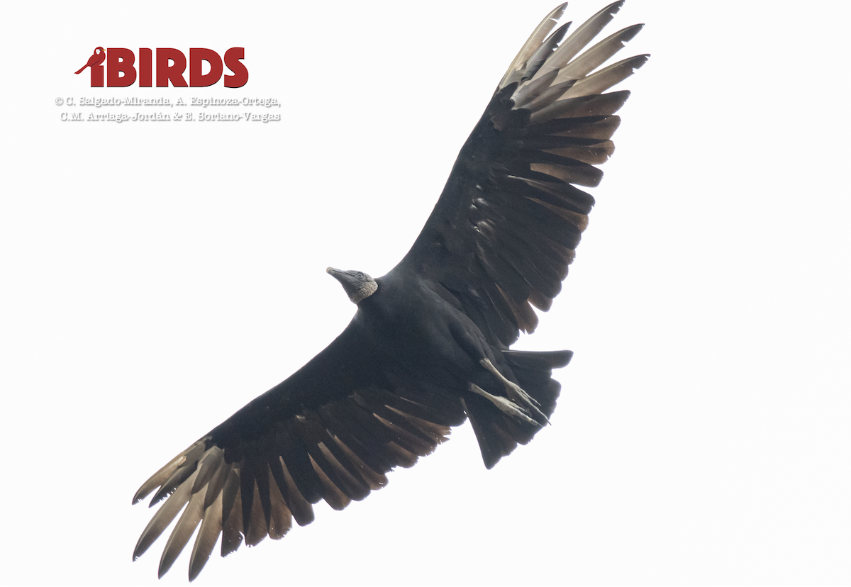 Black Vulture - ML620090952