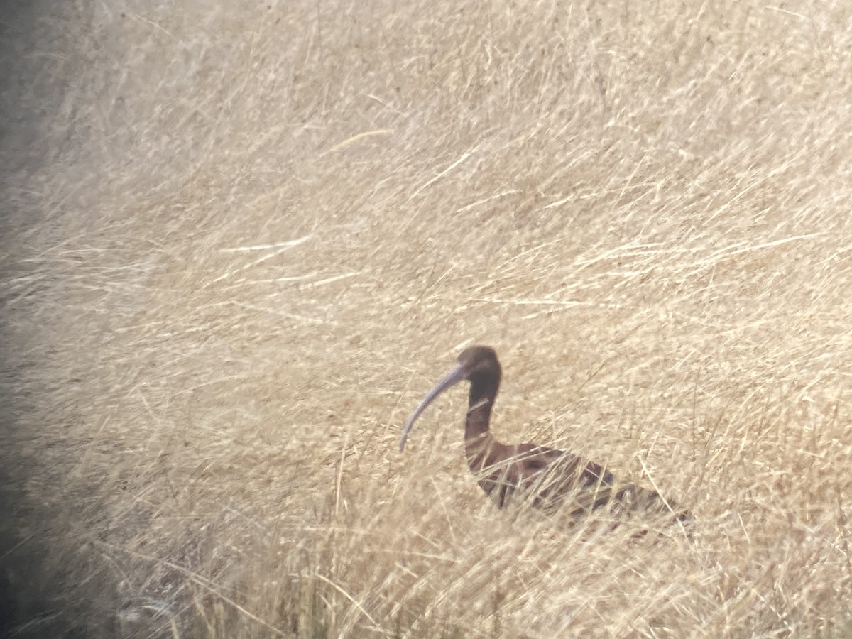 ibis americký - ML620090965