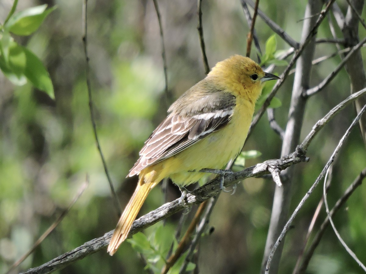 Orchard Oriole - ML620090966